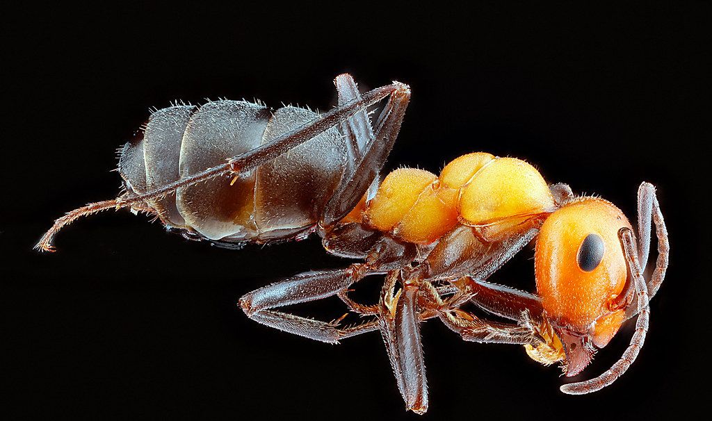 Ant Control service in Broomfield, CO