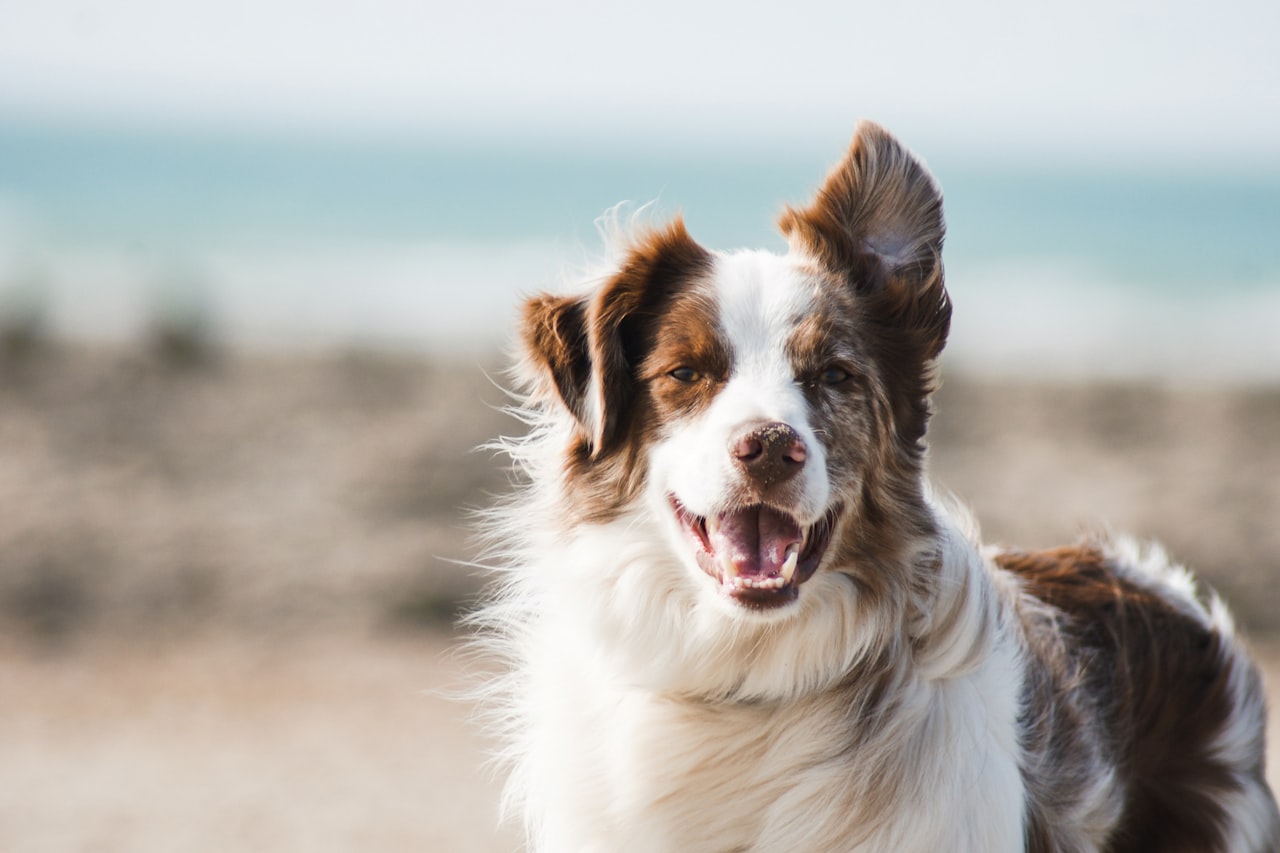 Flea & Tick Control service in Broomfield, CO
