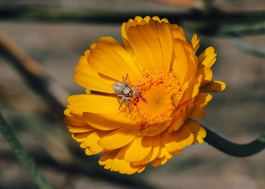 Spider Control service in Broomfield, CO